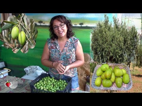 Como aliñar aceitunas en sosa caustica