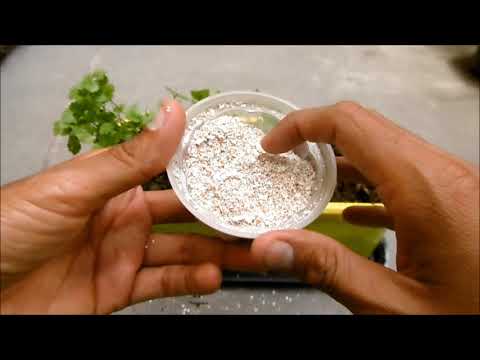 Como preparar cascaras de huevo para las plantas