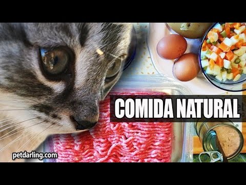 Como preparar comida para gatos en casa