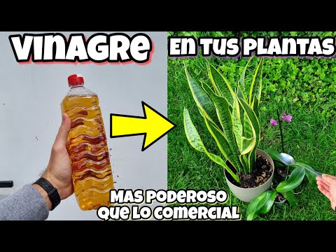 Como preparar el vinagre para las plantas