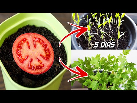 Como preparar las semillas de tomate para la siembra