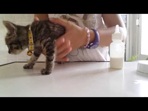 Como preparar leche en polvo para gatos