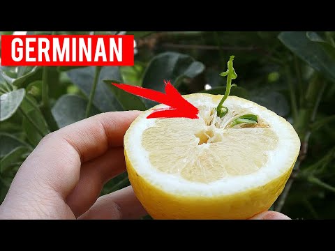 Como preparar semillas de limon para sembrar